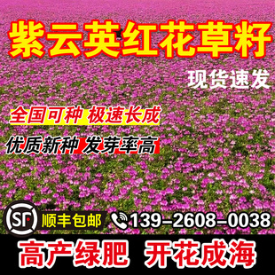 紫云英红花草籽牧草种子花海打造多茬收割畜牧养殖耐贫瘠草籽