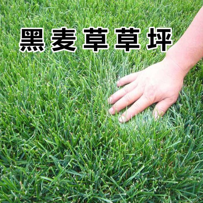 多年生黑麦草种子 四季青草坪绿化耐寒不修剪草籽四季种易活种籽