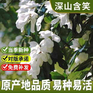 深山含笑又名含笑花种子 乐昌含笑种子红花含笑树种籽