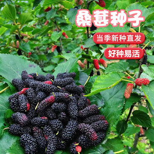 新采林木树种桑树种子桑葚籽小灌木可食用护坡四季可播包邮