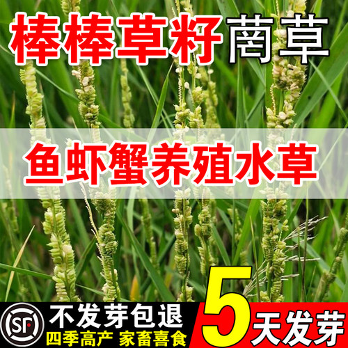 棒棒草籽小龙虾养殖水草