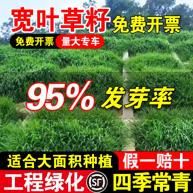 宽叶草籽草坪草籽耐热耐旱护坡
