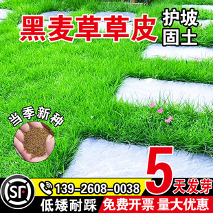 黑麦草草皮畜牧养殖家禽喜食高蛋白牧草草籽四季高产多茬收割种籽