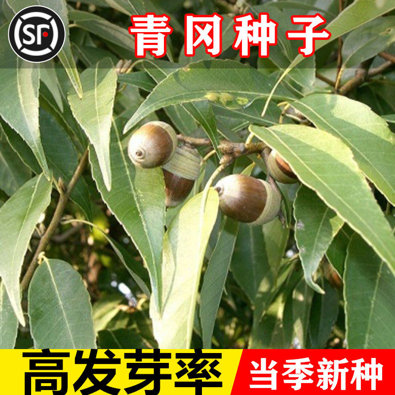 新采青冈栎种子 青冈树种子 紫心木种子 气象树种子 槲栎种子