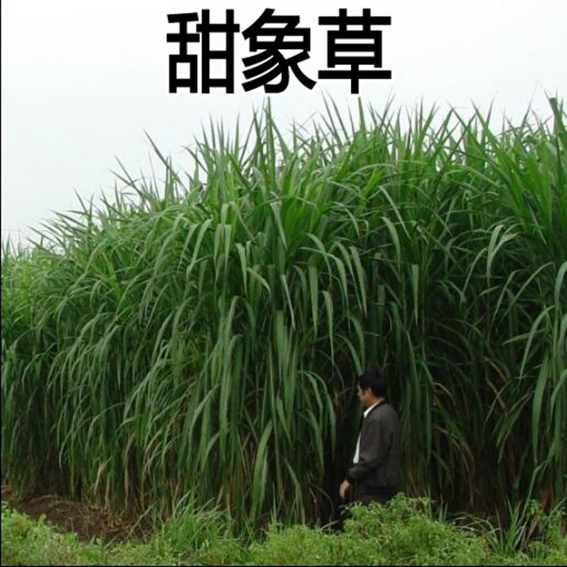 甜象草种子进口牧草种籽四季南北方耐寒高产鸡鸭鹅牛羊马鱼草籽