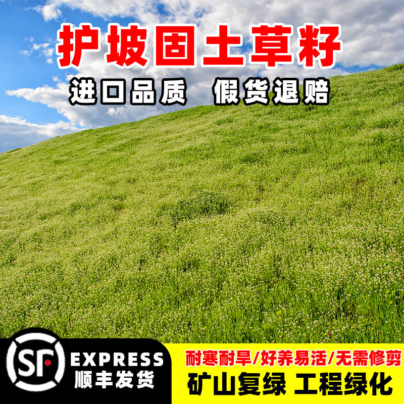 草籽 护坡 四季常青 绿化 固土高羊茅狗