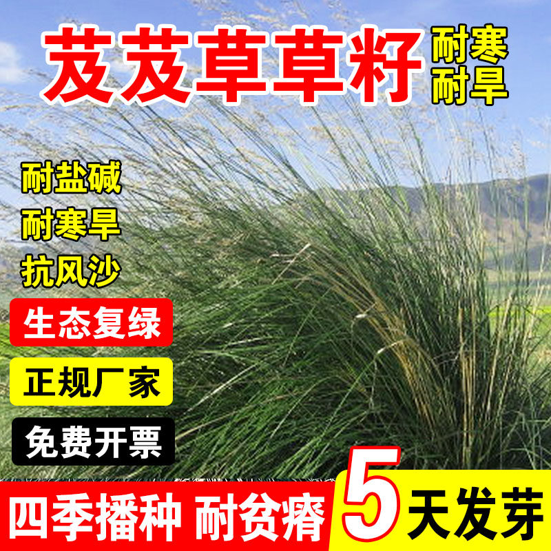 芨芨草草籽多年生护坡固土草籽耐盐耐碱生态修复四季高产牧草种籽