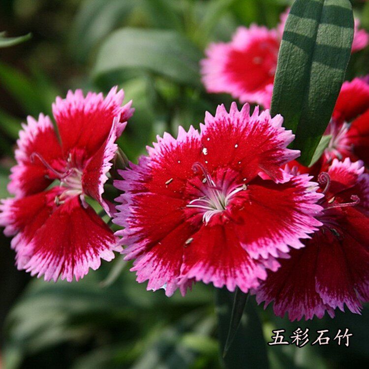 美国五彩石竹花种子常夏四季播种开花庭院花籽孑须苞石竹花种籽子