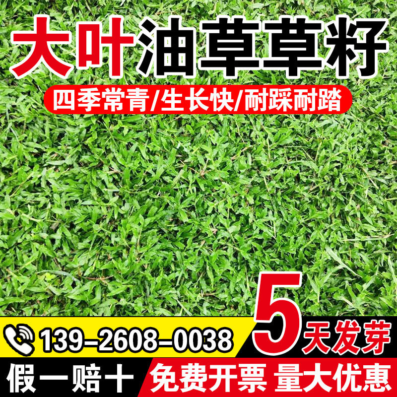 大叶油草草籽四季常青种籽公园道路工程绿化耐热耐旱草坪种子