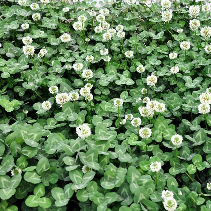 白三叶种子铺地用草坪型矮生白花三叶草种子绿化工程草坪种子包邮