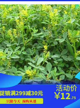 黄花苜蓿草木犀多年生牧种子南北