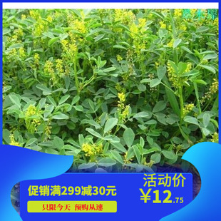 黄花苜蓿草木犀多年生牧草种子南北方柱花草营养高猪牛羊鸡鸭草籽