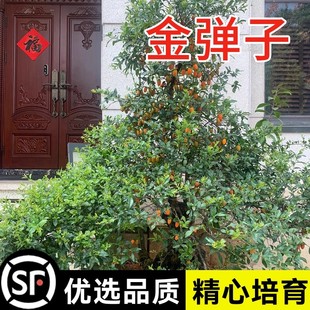 新采金弹子种子鸡血红老鸦柿种子乌柿葫芦果灯泡型高档盆景树种子