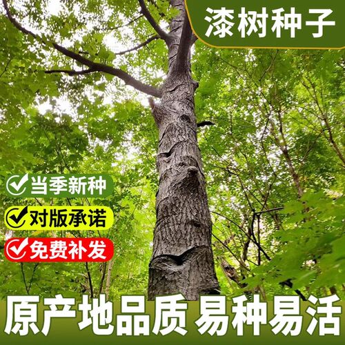 漆树种子大木漆小木漆