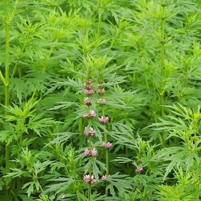 散装益母草种孑 四季益母艾九重楼云母草茺子牧草种子 红花艾种子