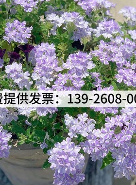 细叶美女樱种子见土就活花种美人樱盆栽铺地锦四季绣球美女樱花籽