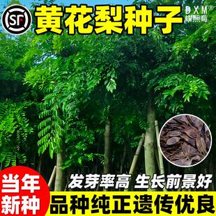 黄花梨种子籽正宗海南黄花梨树种子黄檀树种籽花梨木降香木香红木