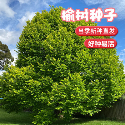 小叶榔榆种子盆景苗树