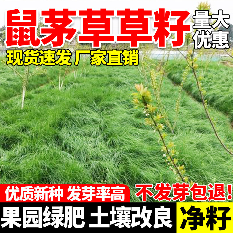 鼠茅草多年生果园绿肥固氮种子抑制杂草耐旱牧草种籽四季耐寒