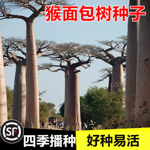 罕见多肉植物稀有品种树苗盆栽盆景块根果实猴面包树种子