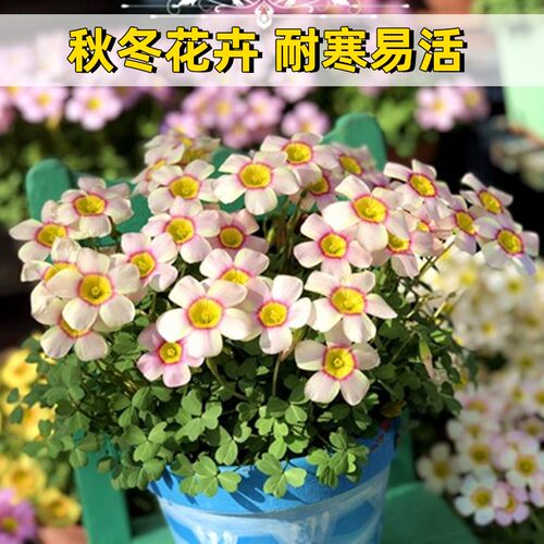 红花 炸酱 三叶草 紫色 种子 醡浆草种球