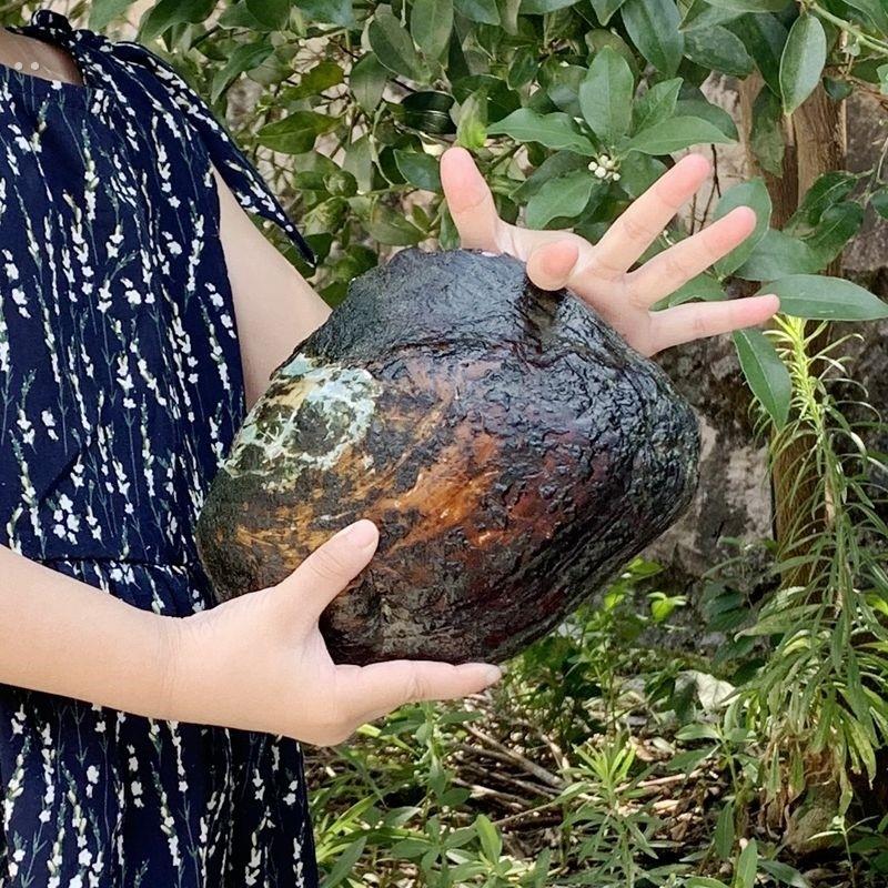 珍珠蚌活蚌自己开珍珠河蚌活蚌老蚌珍珠蚌壳自己开珍珠取珍珠