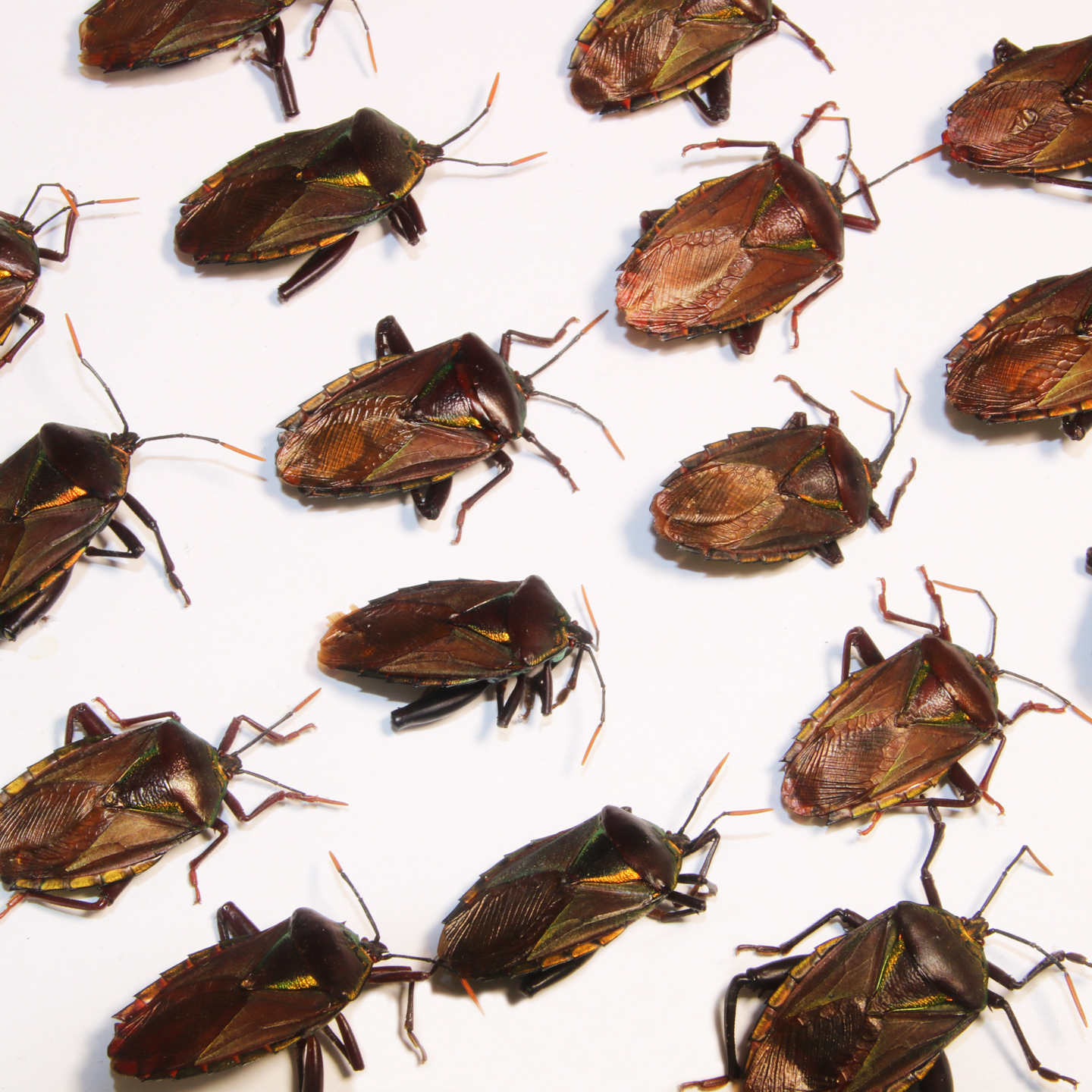 未整姿真昆虫硕蝽DIY材料