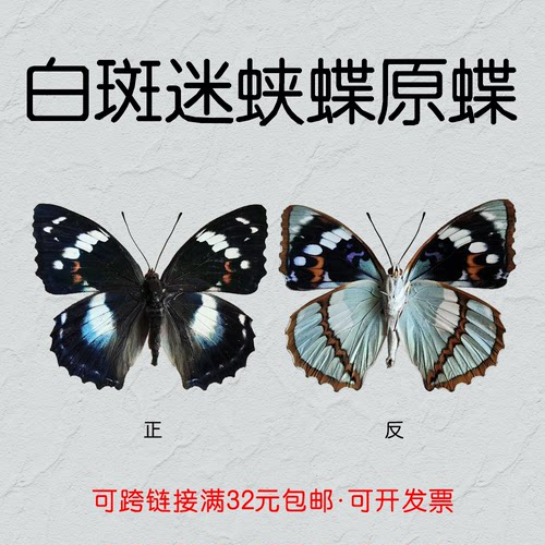 白斑迷蛱蝶手工DIY真蝴蝶原蝶