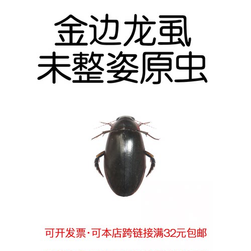 真昆虫未整姿金边龙虱标本
