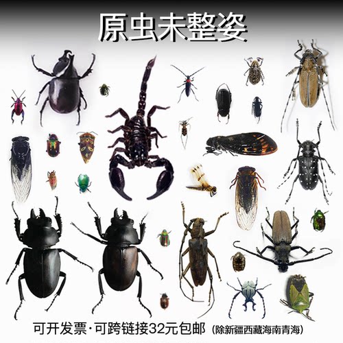 未整姿昆虫蜻蜓湿虫原虫独立包装