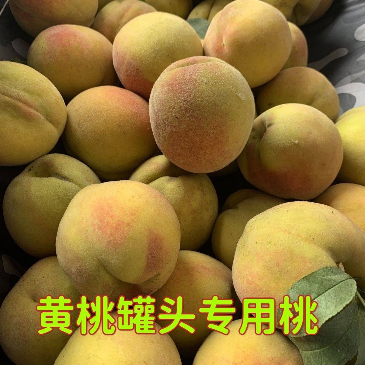 【百事激浪】正宗黄桃新鲜水果当季现摘露天桃子孕妇桃子果园直发