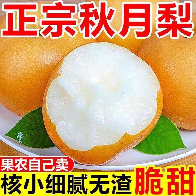 正宗秋月梨徐州丰县大沙河果园现摘现发当季应季新鲜水果梨子脆甜