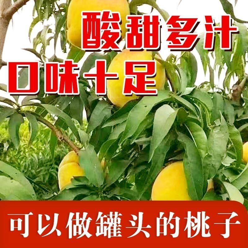 【顺丰包邮】正宗黄桃新鲜水果当季现摘露天桃子孕妇桃子果园直发