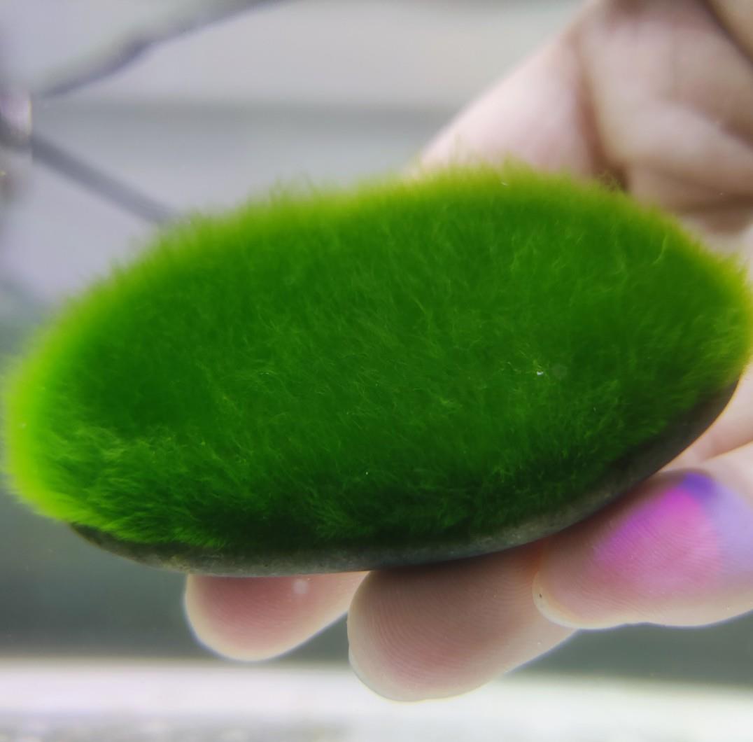 水藻藻种短绒藻长绒藻绿藻藻种藻石藻球绿藻苏虾藻鱼缸绿藻绿苔种