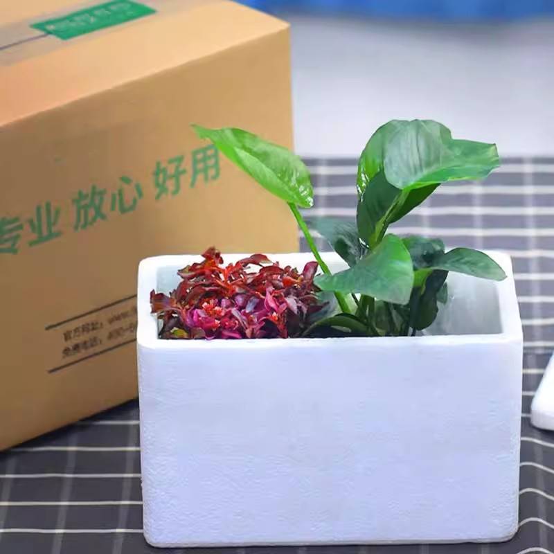 新手水草植物鱼缸水草造景全套餐蜈蚣草装饰阴性水榕莫斯懒人真草