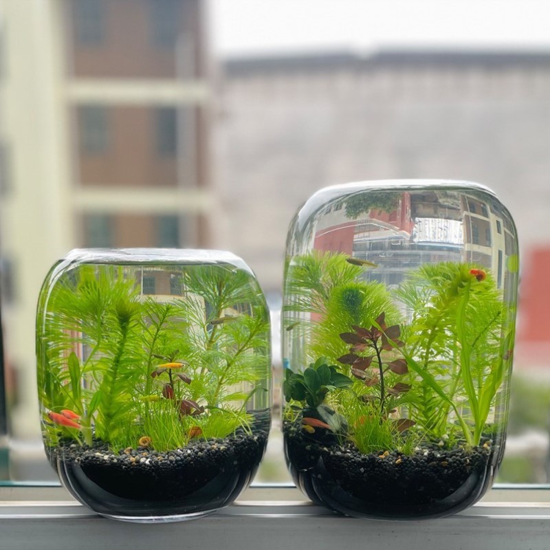 鱼缸造景生态鱼观赏桌面鱼虾diy创意鱼缸景观小型生态瓶微小礼物