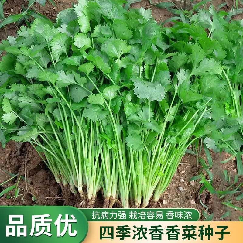 菜四季种子浓香香菜籽蔬菜芫荽浓香菜种子阳台花盆小院大田可播种