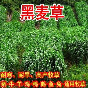 种子牧草耐寒多年生黑麦草种籽四季 常青鸡鸭鹅猪牛羊牧草种籽