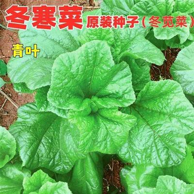 菜苋菜种籽冬寒冬种子东汉菜汗菜种子四川秋冬季农家田园蔬菜种孑