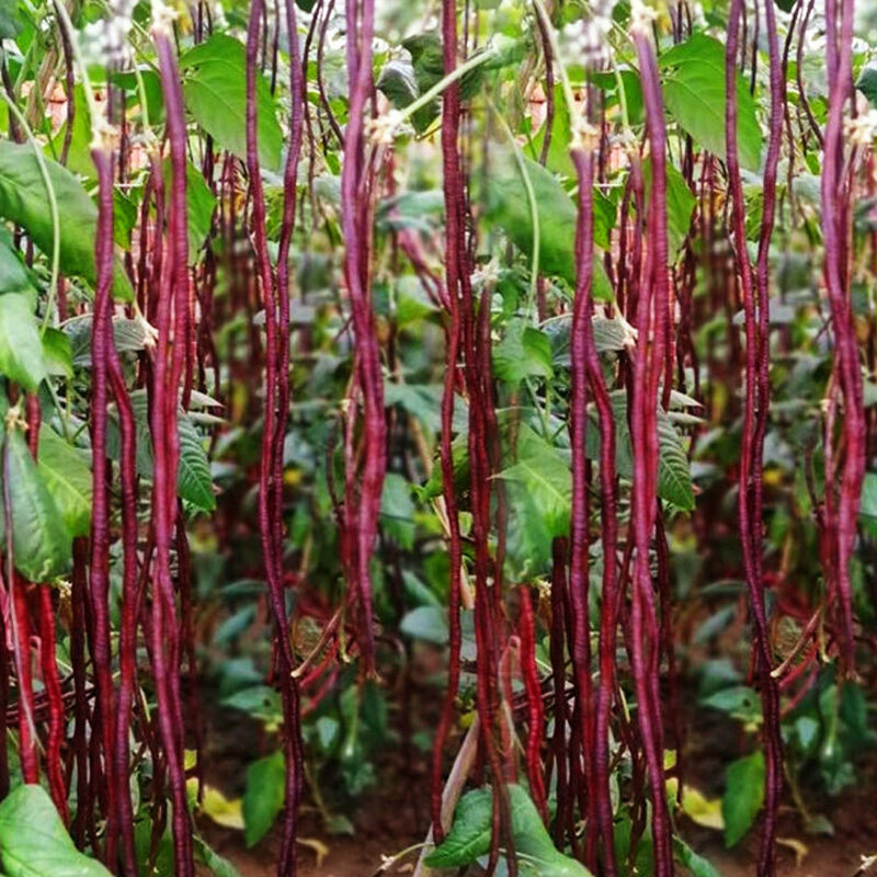 高产耐热耐寒春秋红豇豆种子紫红色豆角种籽四季农家蔬菜种子大全
