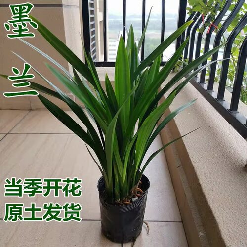 墨兰企黑报岁兰浓香兰花盆栽宽叶兰花苗室内客厅绿植年宵花卉兰花