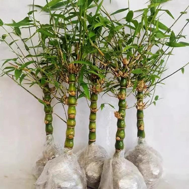 佛肚竹老桩盆景佛肚竹苗盆栽办公室内大型观赏竹庭院景观四季常绿