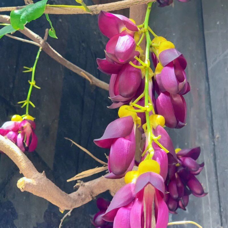 油麻藤禾雀花苗盆栽大盆攀爬植物室外庭院绿植花卉多年生爬藤盆栽