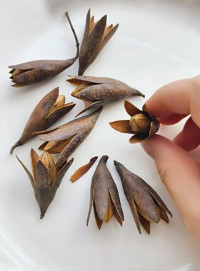 玉兰果天然植物果壳手工DIY艺术装饰干花幼儿环创苏木果