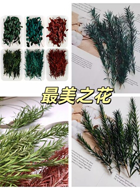 永生千层金DIY相框配叶