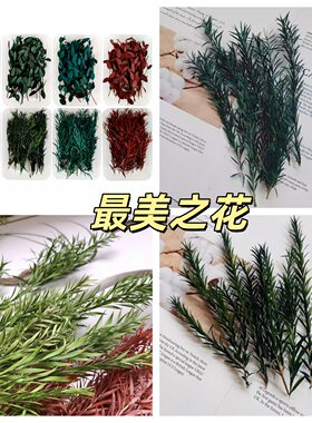 永生千层金DIY相框配叶