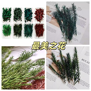 永生千层金DIY相框配叶黄金香柳枝条手工干花玻璃罩衬叶摆台叶子