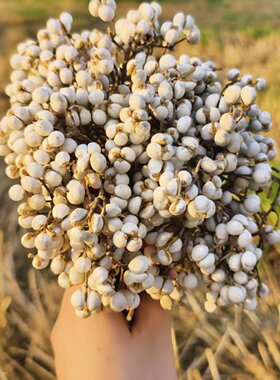 白果干花乌桕冬菇圣诞树白豆松树插花装饰树枝植物北欧花束拍照道