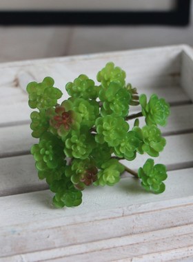 Mini Seed Succulents Seeds Succulent Rare Mixed Potted Plant