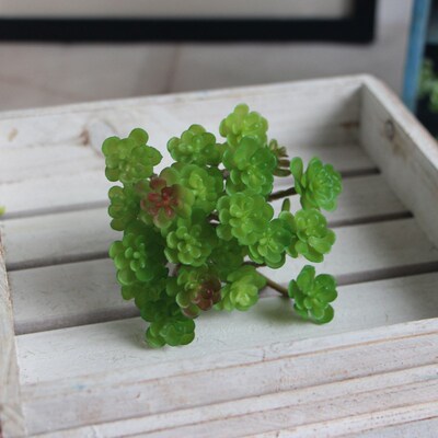Mini Seed Succulents Seeds Succulent Rare Mixed Potted Plant